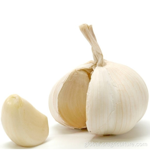 Hardneck Garlic Hot Sale Fresh 5.5cm White Garlic Factory